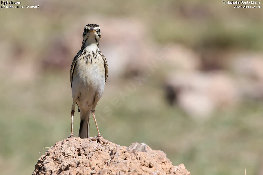 African Pipitadult, identification, habitat