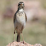 Pipit africain