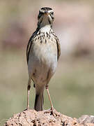 African Pipit