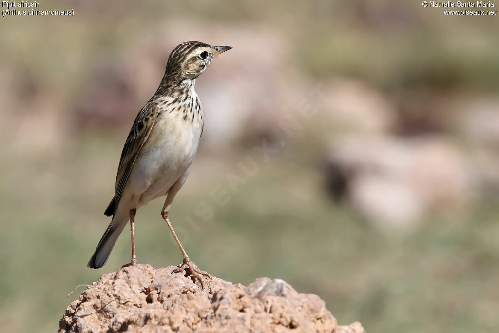 Pipit africainadulte, identification, habitat