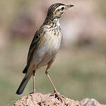 Pipit africain