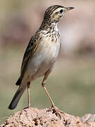 African Pipit