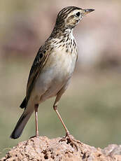 Pipit africain