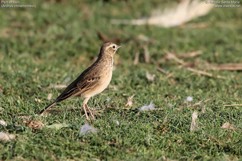 Pipit africainadulte, identification, habitat