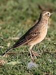 Pipit africain