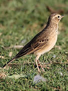 African Pipit