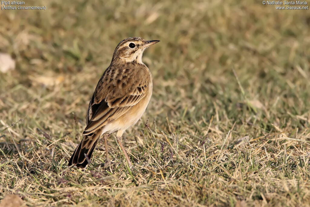 African Pipitadult, identification, habitat