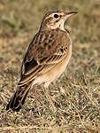 Pipit africain