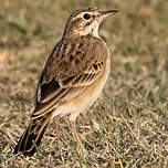 Pipit africain