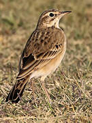 African Pipit