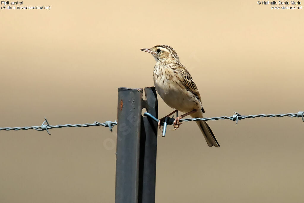 Pipit australadulte, identification