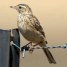 Pipit austral