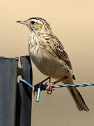 New Zealand Pipit