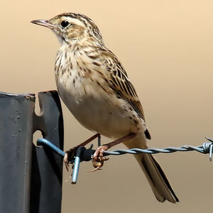 Pipit austral