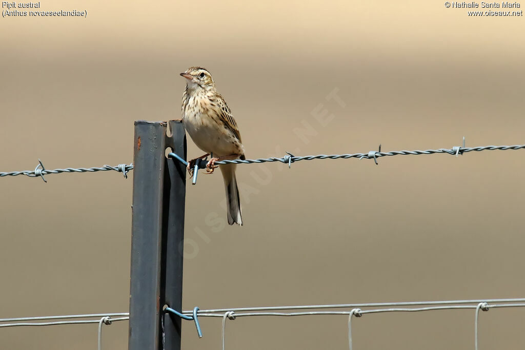 Pipit australadulte, identification