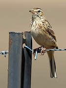 New Zealand Pipit