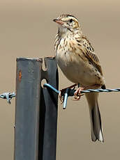 Pipit austral