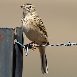 Pipit austral