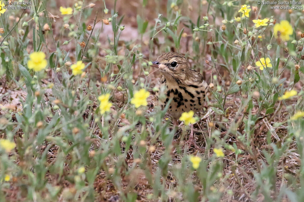 Pipit des arbresadulte, identification, habitat, marche, pêche/chasse