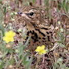 Pipit des arbres