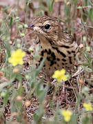 Tree Pipit