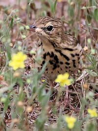 Pipit des arbres