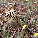 Pipit des arbres