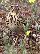 Tree Pipit