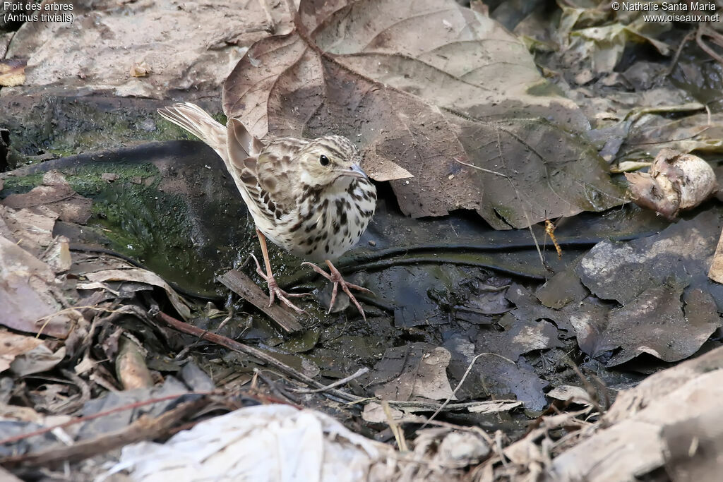 Pipit des arbresadulte, identification, habitat