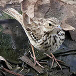 Pipit des arbres