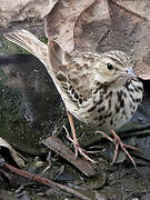 Pipit des arbres