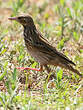 Pipit des arbres