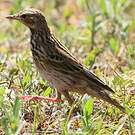 Pipit des arbres