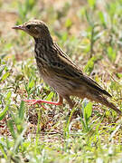 Pipit des arbres