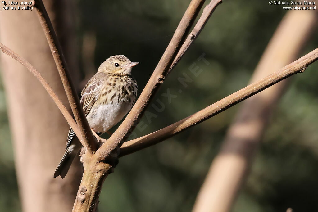 Pipit des arbresadulte, identification, habitat