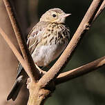 Pipit des arbres
