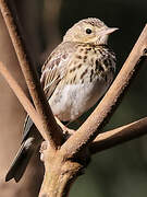 Pipit des arbres