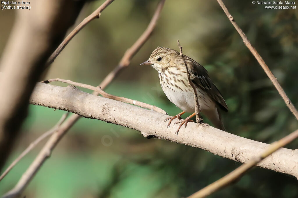 Pipit des arbresadulte, identification, habitat