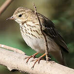 Pipit des arbres