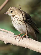 Tree Pipit