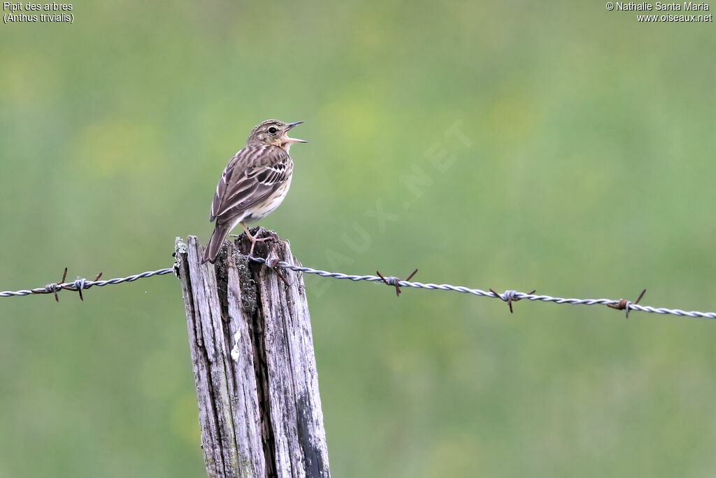 Tree Pipit male adult, identification, song