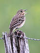 Pipit des arbres