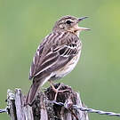 Pipit des arbres