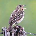 Pipit des arbres