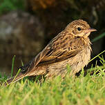 Pipit des arbres