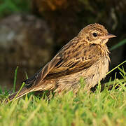 Pipit des arbres