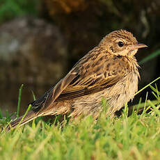 Pipit des arbres