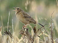 Pipit du paramo