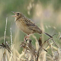 Pipit du paramo