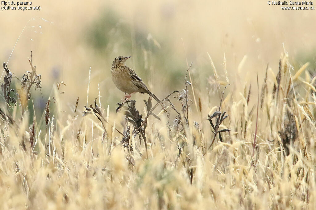 Paramo Pipit male adult, identification